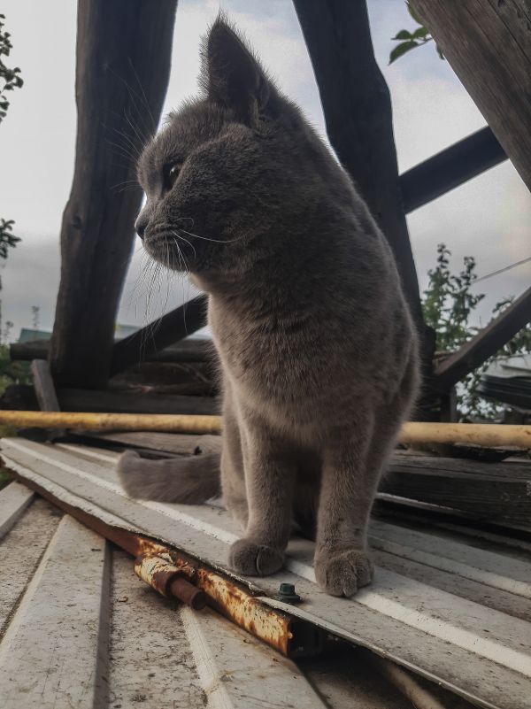 söt katt,grå katt,stående av ett djur,sällskapsdjur,se,djurhår