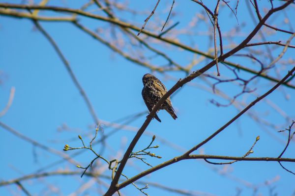 fugl,anlegg,nebb,gren,Bilder,himmel