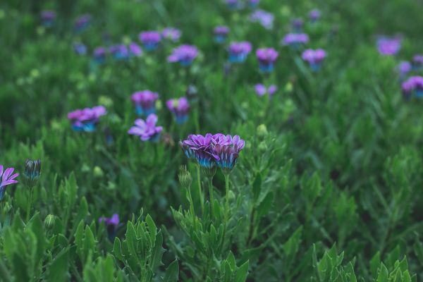 flower, green, season, purple, spring, flowerish