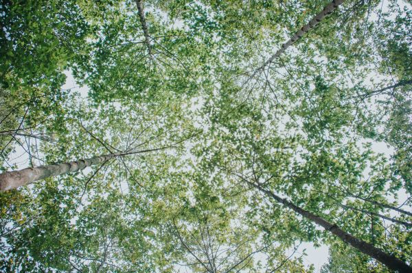 tree,leaf,sky,green,vegetation,branch