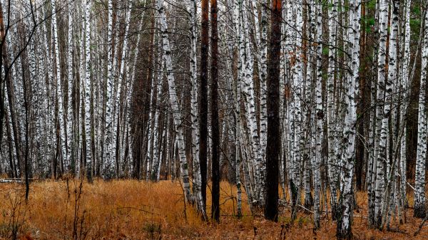 forest,tree,birch,glade,morning,natural environment