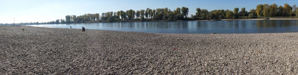 rhine, river, summer, drought, low tide, water