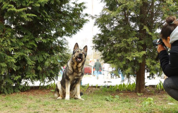 pattedyr, hund, virveldyr, canidae, german shepherd, gjeterhund