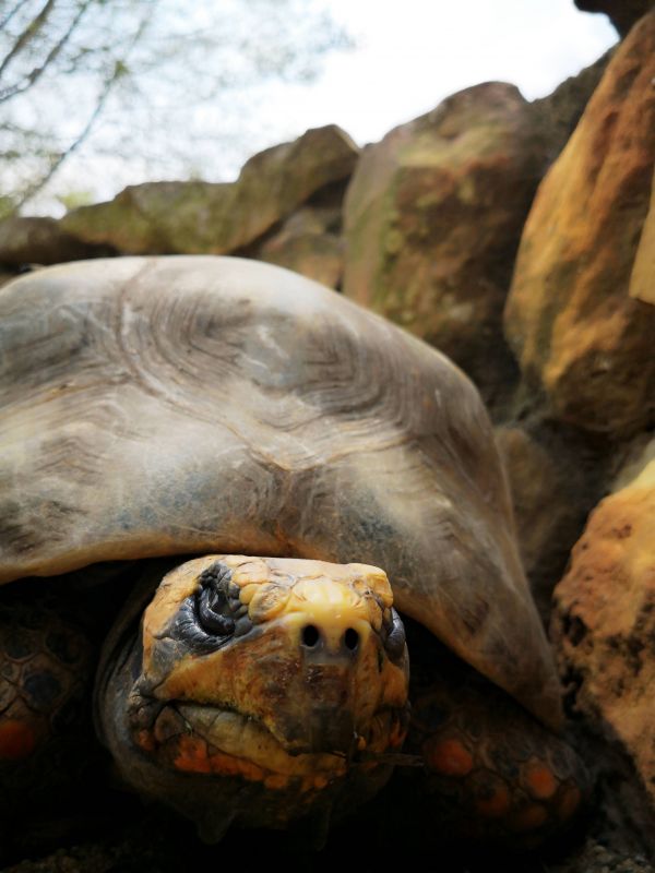 natură,animal,broasca testoasa,testoasa,târâtoare,carapace de broască țestoasă Galápagos