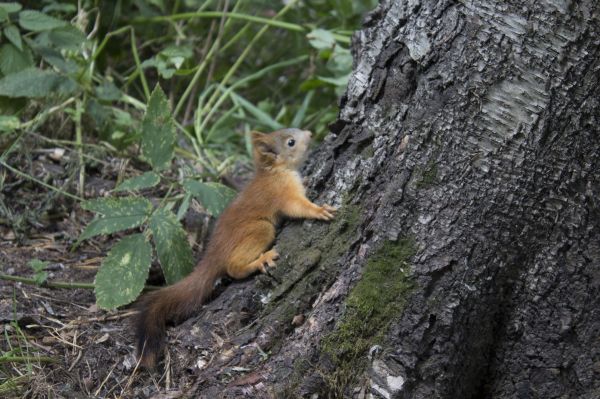 esquilo, floresta, árvore, vertebrado, mamífero, natureza