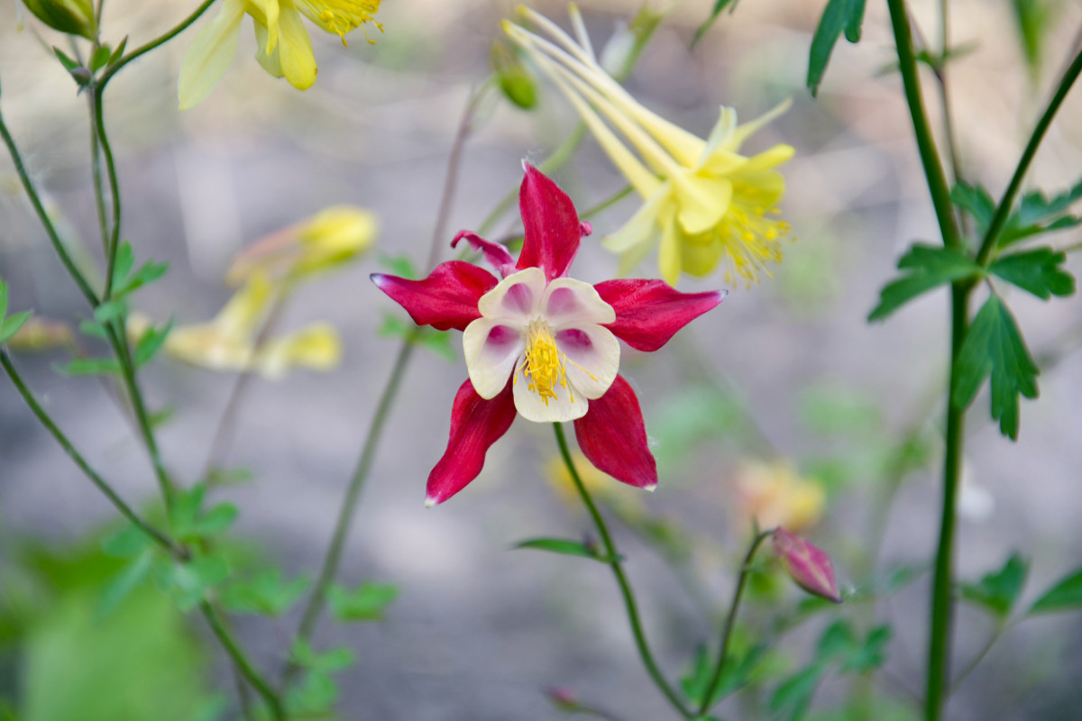 plante, fleur, fleurs, Floraison, Captage, Aquilegia, jardin, pétales, été, saison, botanique, flore, pétale, Plante terrestre, jaune, plante à fleurs, Pedicel, Plante herbacée, Plante annuelle, pollen, Fleur sauvage, Famille de lys, Tige de plante, Famille de marguerites, ancolie