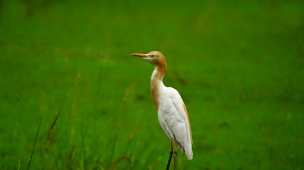 fugl, kran, egret, hegre, grønn, bakgrunn