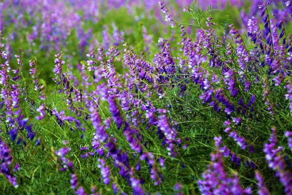 fleur, printemps, la nature, violet, beau, Coloré