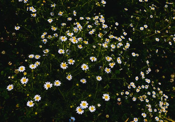 blomst,blomstrende plante,anlegg,Chamaemelum nobile,botanikk,lite daisy