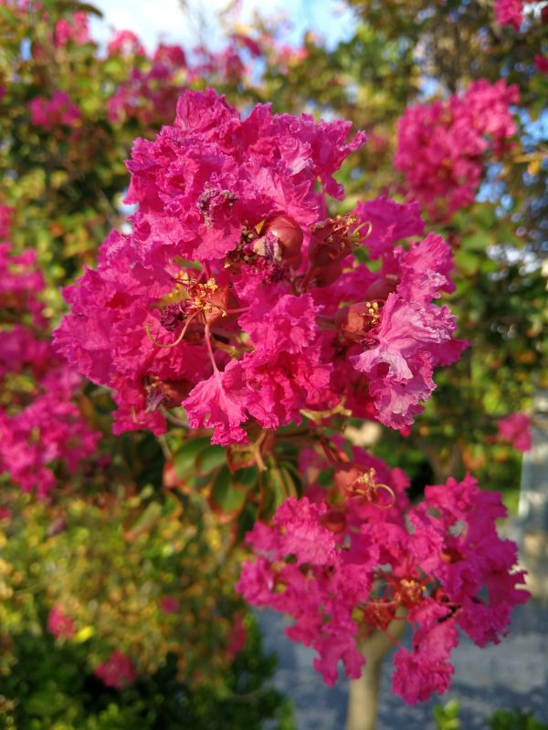 flor,plantar,árvore,Rosa,Planta de florescência,magenta