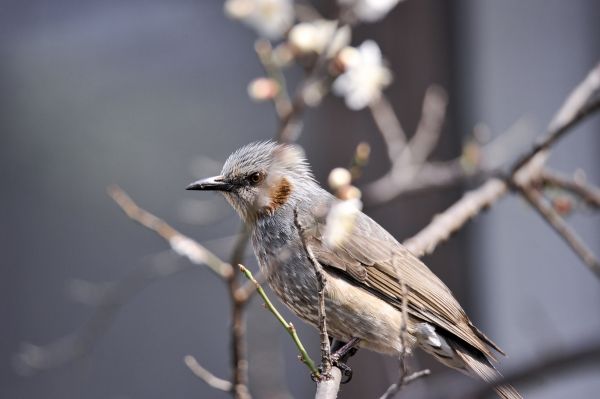 Koreaans,vogel,bek,veer,wildlife,tak