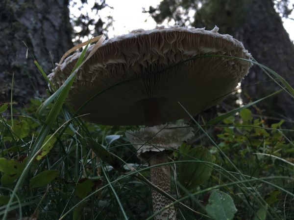 Pilz, Natur, Wald, Pyrenäen, Berg, Ausflug