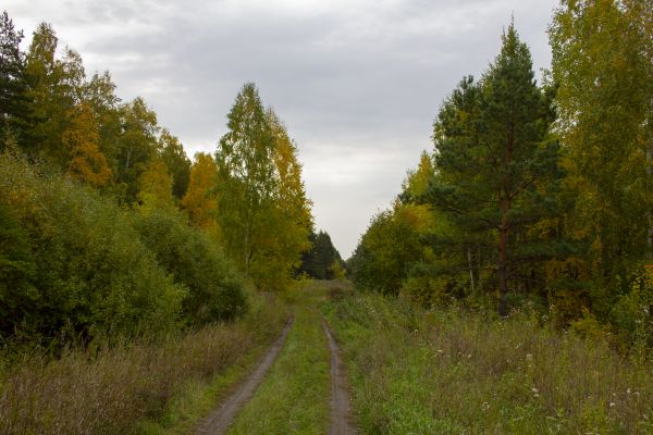 forest, road, trees, autumn, track, grass