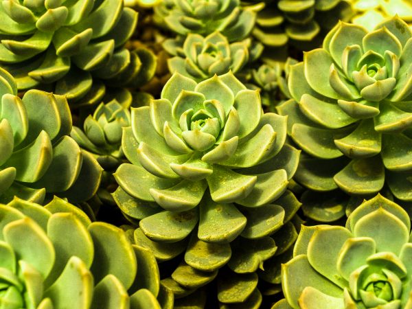 cactus, désert, plante, vert, la nature, jardin