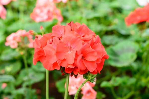 flor, rosado, jardín, Jardines, flor rosa, naturaleza