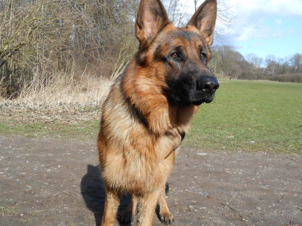 Hund, Alter Schäferhund, Säugetier, Wirbeltier, Deutsche, Schäfer