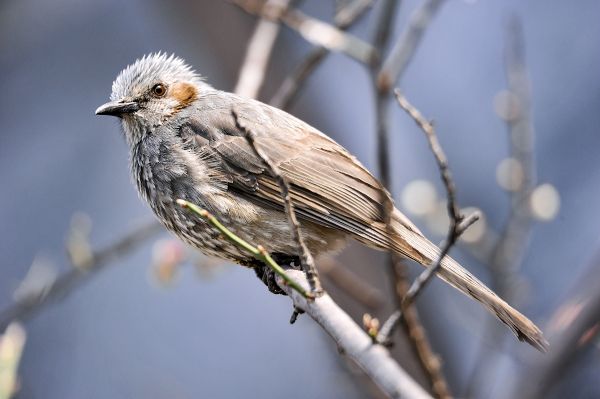 coreano,uccello,vertebrato,becco,fringuello,Emberizidae