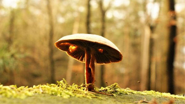 Pilz,Natur,natürliche Landschaft,Holz,natürlich,Blatt