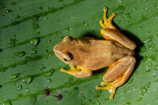 grodor,groda,amfibie,Shrub frog,trädgroda,Hyla