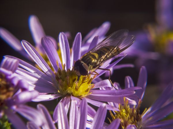 花,自然,蜂,壁紙,昆虫,マクロ