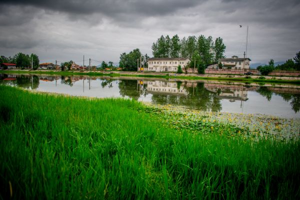 nature, water, natural landscape, green, home, flower