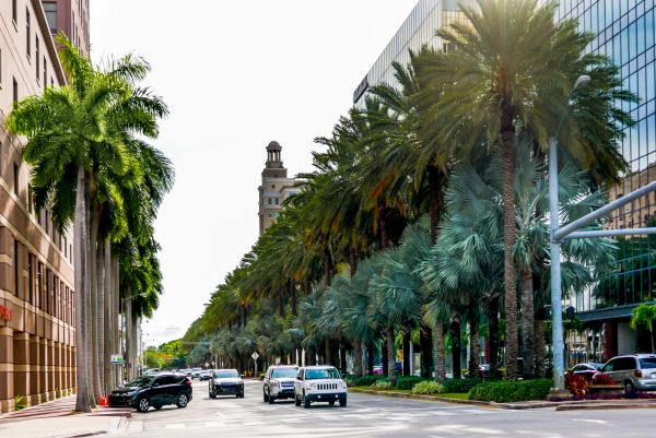 Corales de coral, Miami, fotografía callejera, fotógrafo, love Miami, árbol