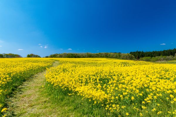 kvetina,neba,People in nature,lúka,žltá,prírodnej krajiny