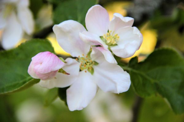 开花,花,弹簧,苹果,树,白色