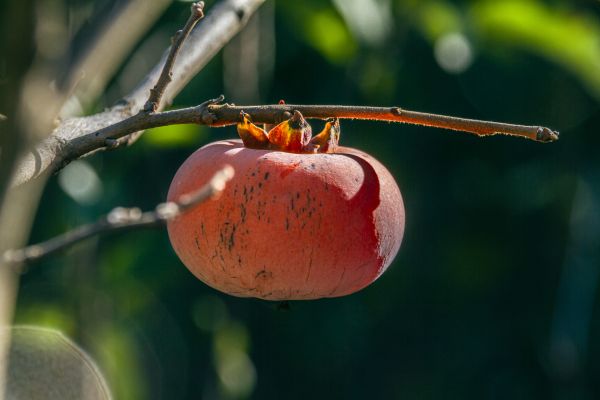 fruct,Fruit Persimmon,curmal japonez,toamnă,recolta,soare