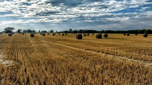 champ,blé,ciel,récolte,campagne,Pays