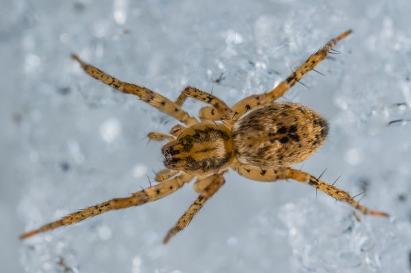 araña, arácnido, macro, invertebrado, Orbe tejedor araña, nieve