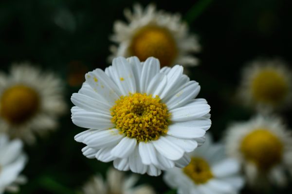 Blume, Rosa, Garten, Gärten, pinke Blume, Natur