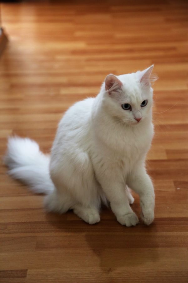 gato,animal,hermosa,domesticado,blanco,Ojos