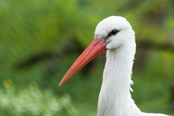 vogelstand,natuur,vogels kijken,fotografie,wild,wildlife