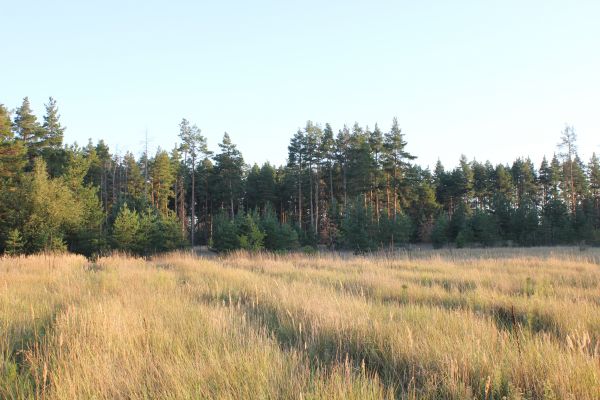 landschap,veld-,natuur,boom,gras,groen