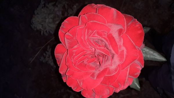 çiçek, bitki, taçyaprağı, Hybrid tea rose, gül, Flaşlı fotoğrafçılık