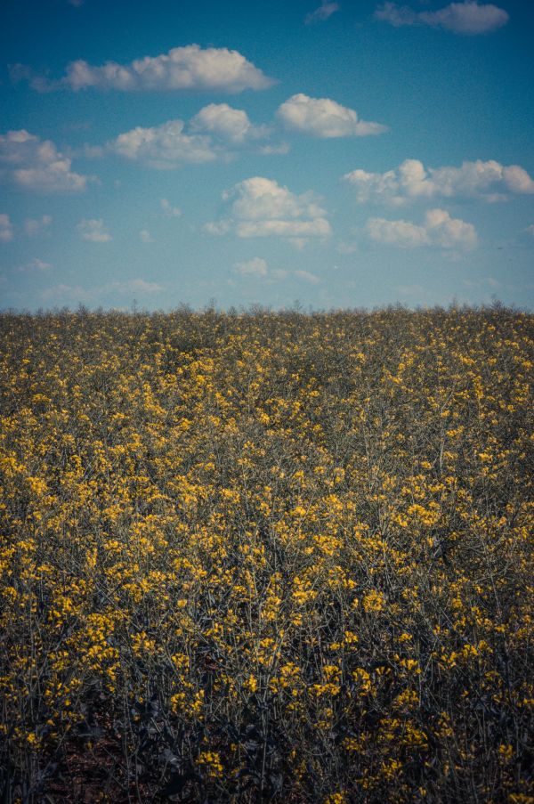 gul,himmel,kan blomster,rapsfrø,field with flowers,grøn