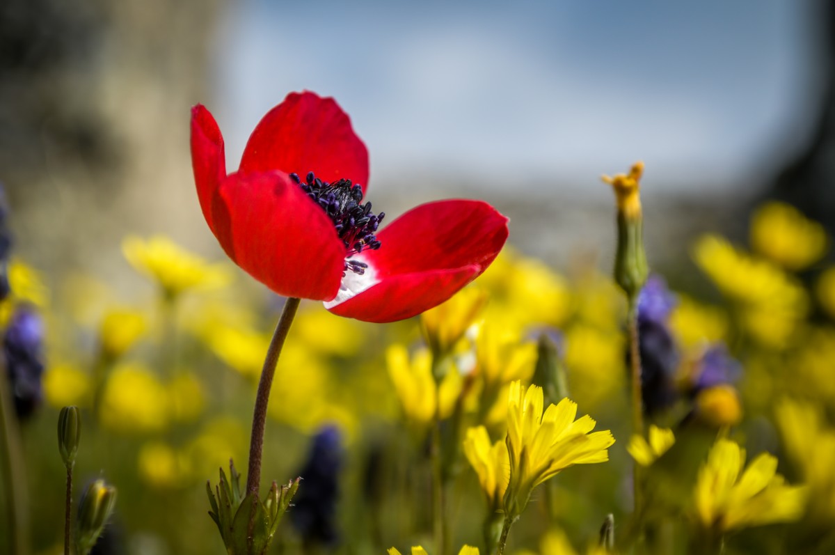 blomst, gammel, baggrund, smuk, blomst, blå, slot, by, bomuld, Denizli, Mark, blomster, græs, grøn, arv, Hierapolis, landskab, mineral, bjerg, naturlig, natur, udendørs, pamukkale, valmue, rom, ødelagt, naturskøn, websted, himmel, forår, sommer, turisme, rejse, Kalkun, unesco, udsigt, hvid, blomstrende plante, rød, kronblad, gul, plante, wildflower, tulipan, coquelicot, stængelplante, adonis, tæt på, makrofotografering, valmue familie, anemone, fotografering, eng, majs valmue, Colorfulness, liljefamilien