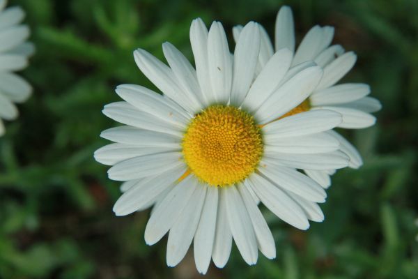 skog,blomst,prestekrage,blomstrende plante,marguerite daisy,vår