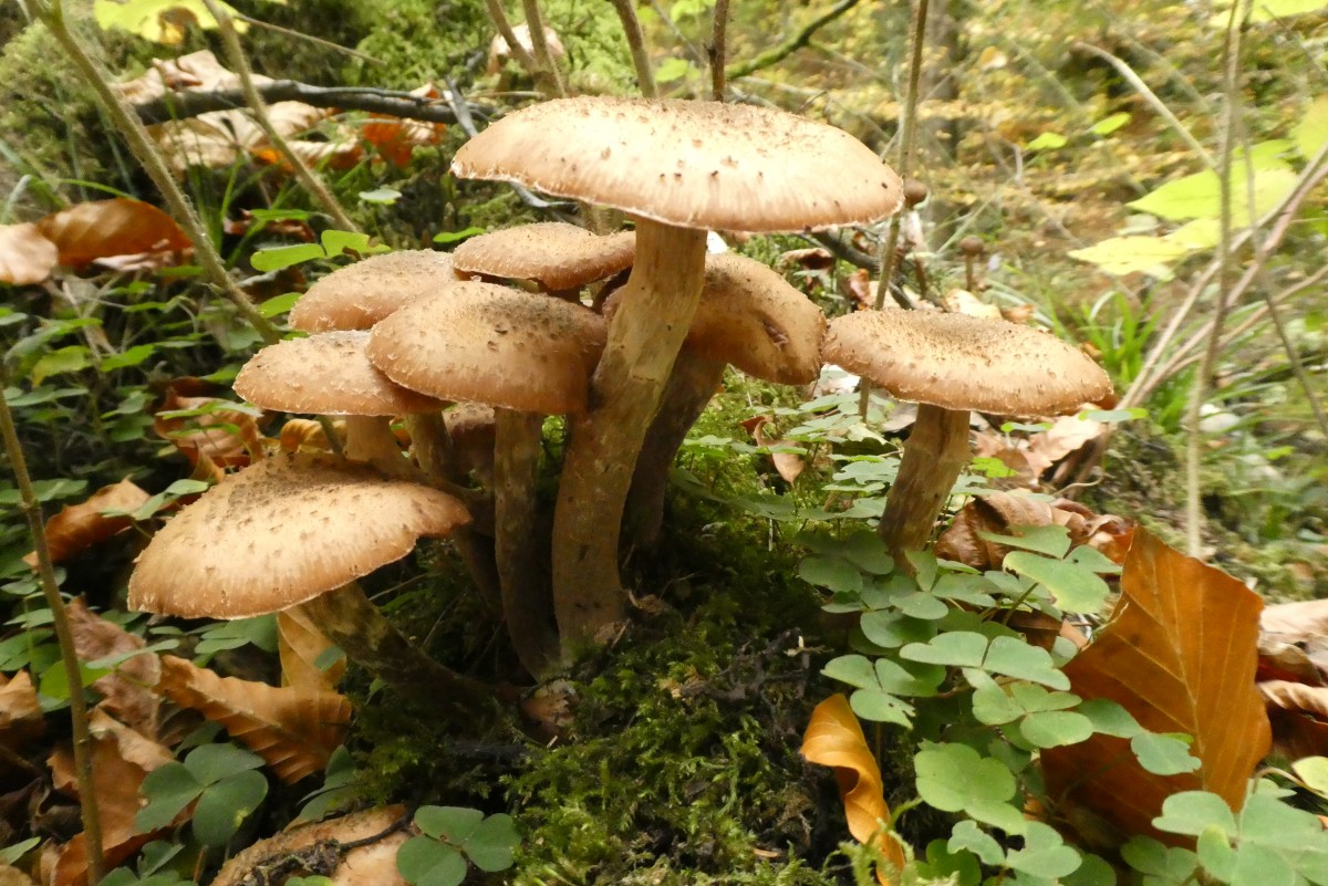 gomba, őszi, erdő, természet, kalap, levelek, nedves, őszi színek, gomba, agaricaceae, gombaféle, ehető gombák, agaricus, gyógygomba, agaricomycetes, csiperkegomba gomba, penny konty, Szárazföldi növény, laskagomba, Pleurotus eryngii, vargányával, shiitake, természeti táj, Russula integra, életközösség, matsutake, szervezet, Növényi közösség, groundcover, növény, galóca, őzborjú, polyporales, őserdő, növényi szár