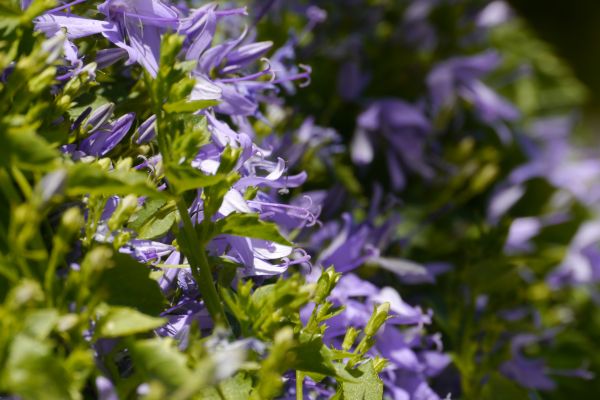 floare,Violet,natură,lavandă,albastru,violet