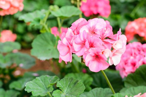 flor, rosado, jardín, Jardines, flor rosa, naturaleza