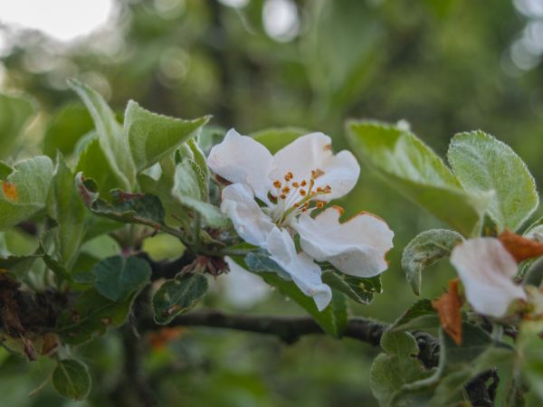 blomst,anlegg,blomstrende plante,petal,tre,vår