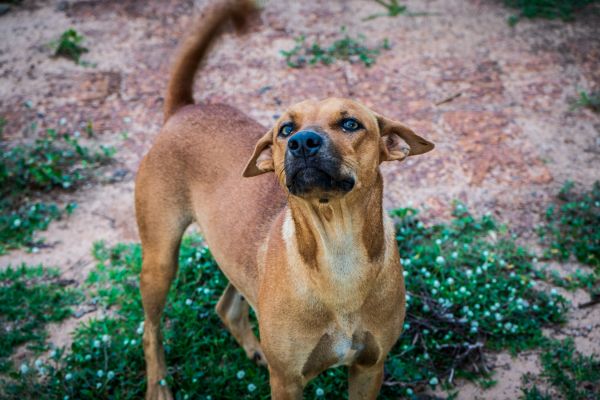 animal, Castanho, Ásia, Asiático, fundo, procriar