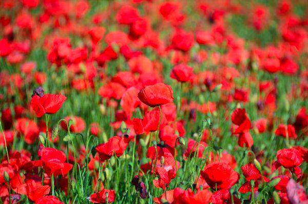 papaver, veld-, rood, landschap, klaprozen, groen