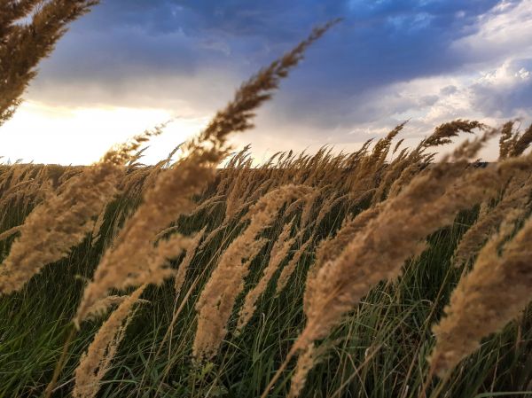 récolte,champ,été,oreille,ciel,Météo