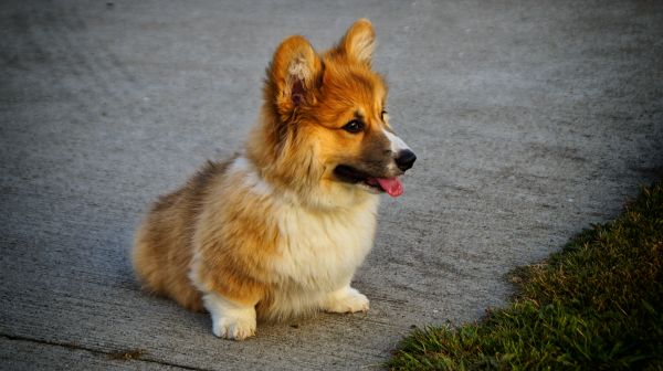 welsh corgi,Pes,štěně,zvíře,domácí zvíře,načechraný