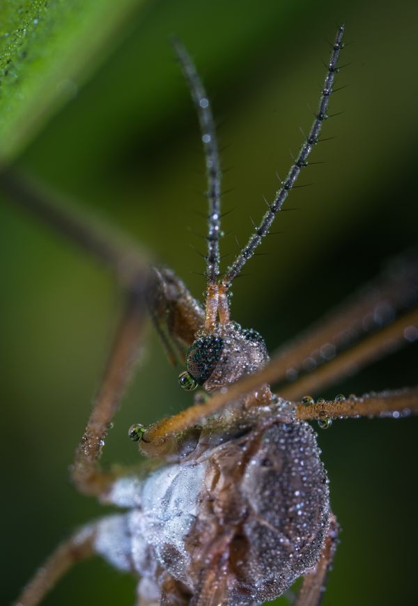 makro,hmyz,makro fotografie,zväčšenie,zver a rastlinstvo,araneus