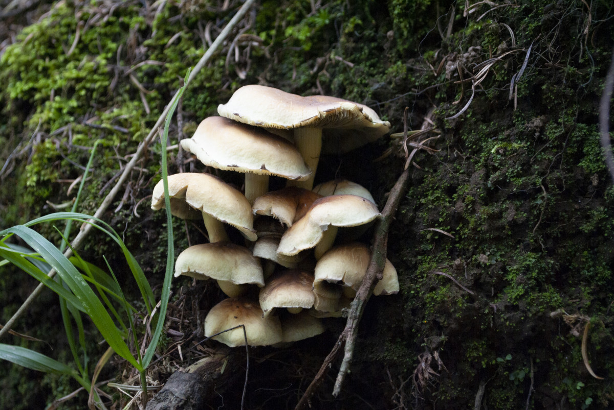 キノコ, 自然, 屋外, 工場, ポリポーラ, 葉, 自然環境, 自然の風景, 生物, 陸生植物, 木材, フォーン, トランク, アガリ科, グラウンドカバー, ボレテ, 食用キノコ, 木, ロスラインテグラ, 草, 森林, 真菌, inonotus, 土壌, 薬用キノコ, 風景, 古い成長林, ペジサレス, 森林, 植物の茎, 小枝, アガリック, プルウロトス・エリンギ, 寒天培地, 木の鶏, 野生動物, ペニーバン, 天然素材