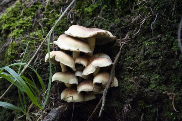 sopp,natur,anlegg,polyporales,blad,utendørs